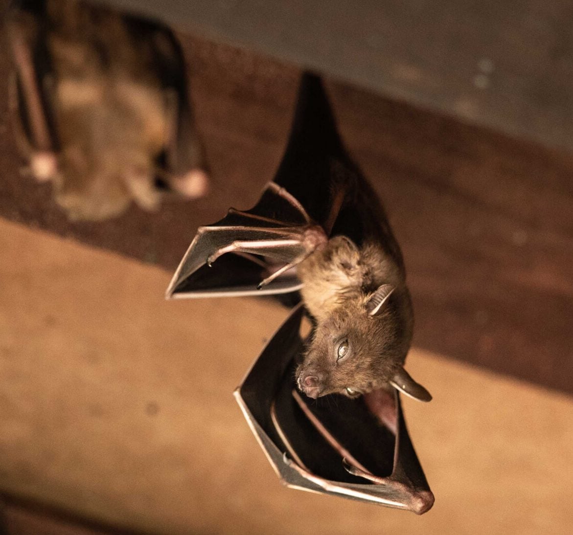 Wildlife-Bats in Asheville
